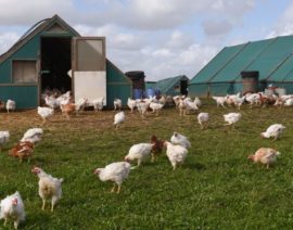 Gripe aviar encontrada en Nebraska por lo que 570,000 pollos serán asesinados