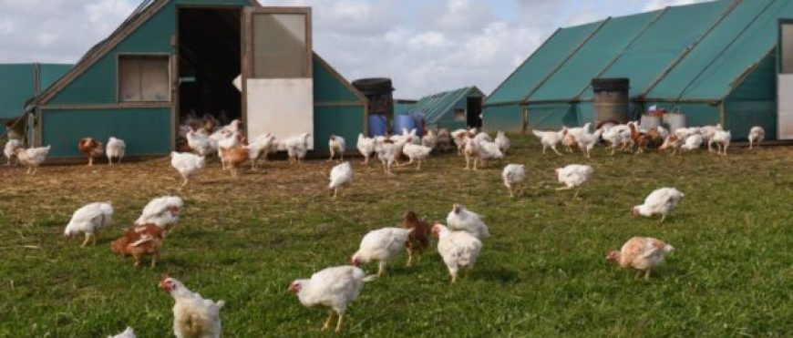 Gripe aviar encontrada en Nebraska por lo que 570,000 pollos serán asesinados