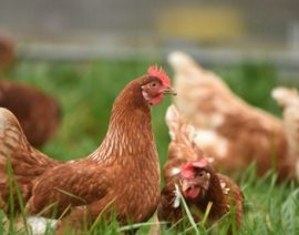México detecta gripe aviar H5N1 en granja cerca de la frontera con Estados Unidos