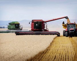 Cosecha récord de trigo en Australia ahora se ve más de un 5% más grande