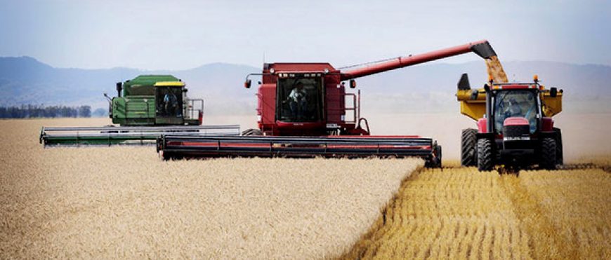 Cosecha récord de trigo en Australia ahora se ve más de un 5% más grande