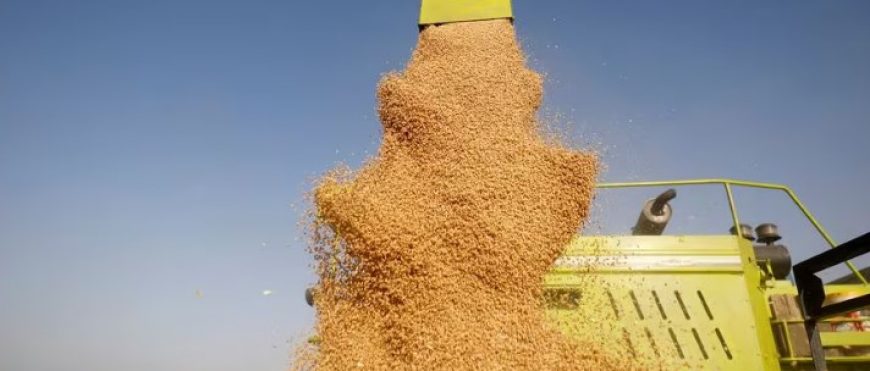 La producción de trigo y arroz de la India caerá en 2023/24, según el gobierno
