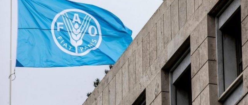 Informe de la FAO sobre los riesgos asociados al conflicto entre Rusia y Ucrania