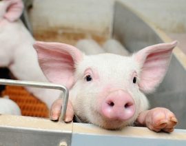 Los criadores de cerdos de China se enfrentan a importantes ajustes de costos.